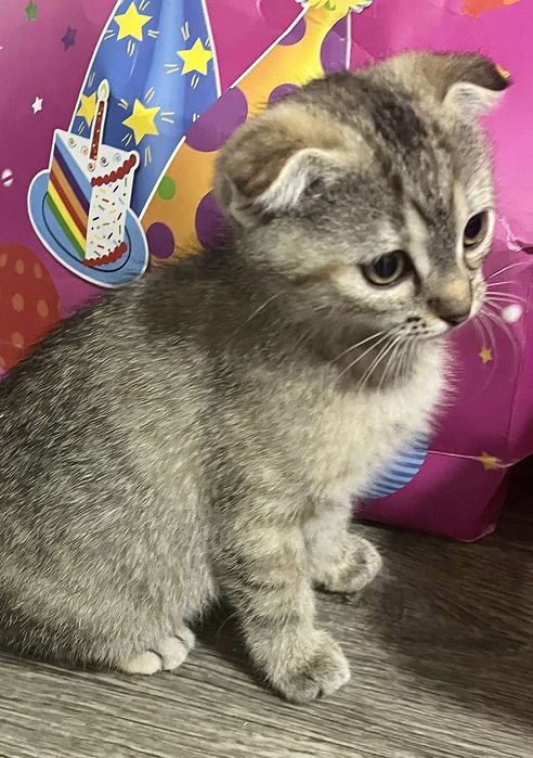 Вислоухе кошеня, хлопчик, 3 місяці в пошуках господаря