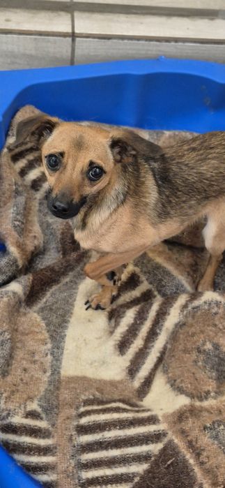 Dwa mikruski okolo 2 lata