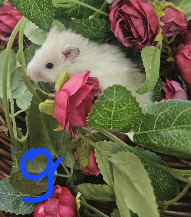 Chomiki syryjskie długowłose