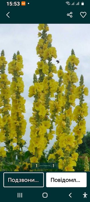 Продам коровяк царський скіпітер