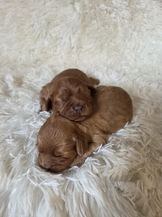Cavapoo szczeniak cavalier & pudel