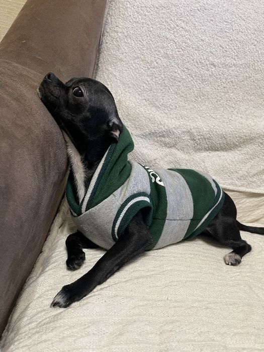 Продам чіхуахуа міні 1рік маленький