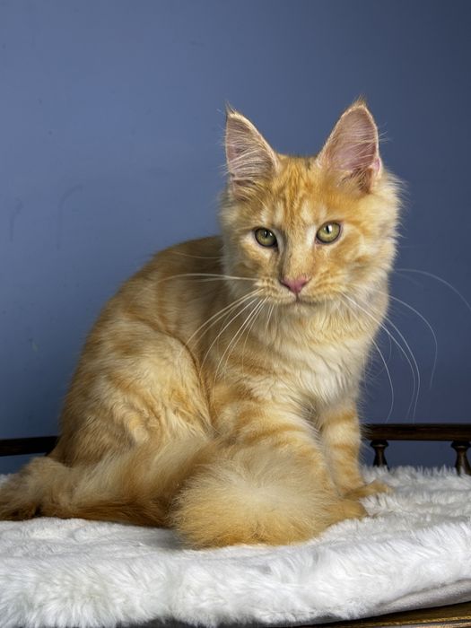Эфектный мальчик мейн кун с выразительной внешностью   Mainecoon