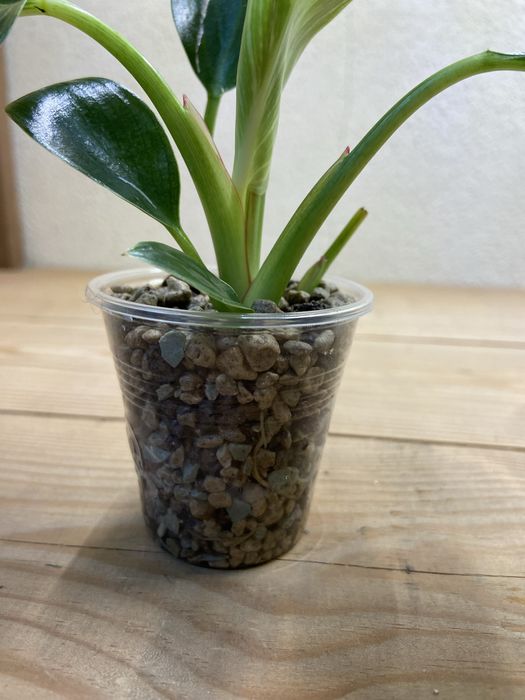 Planta Philodendron Birkin