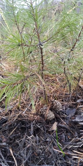 Саженцы сосны обыкновенной