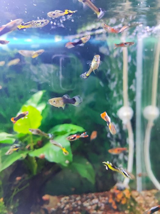 Guppys Sortidos
Vendo Guppys sa
