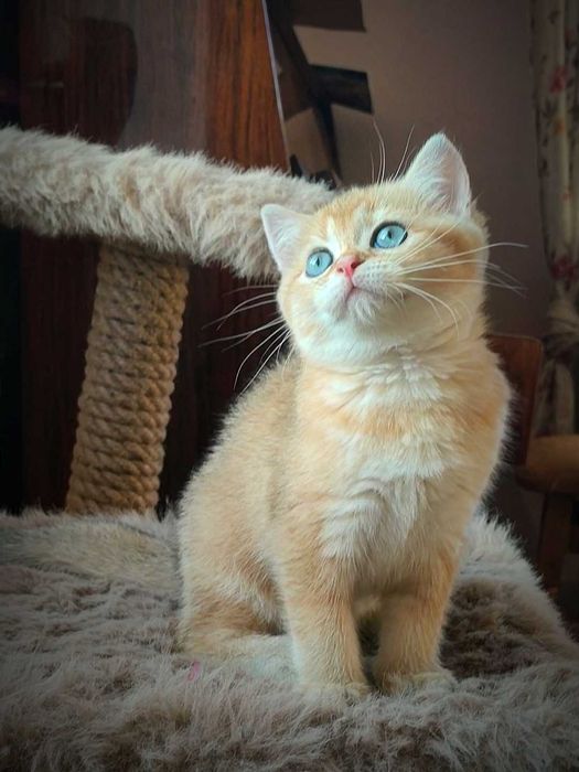 Золота шиншила. Британська кішка