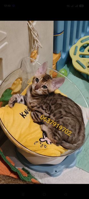 Бенгальские котята Киев