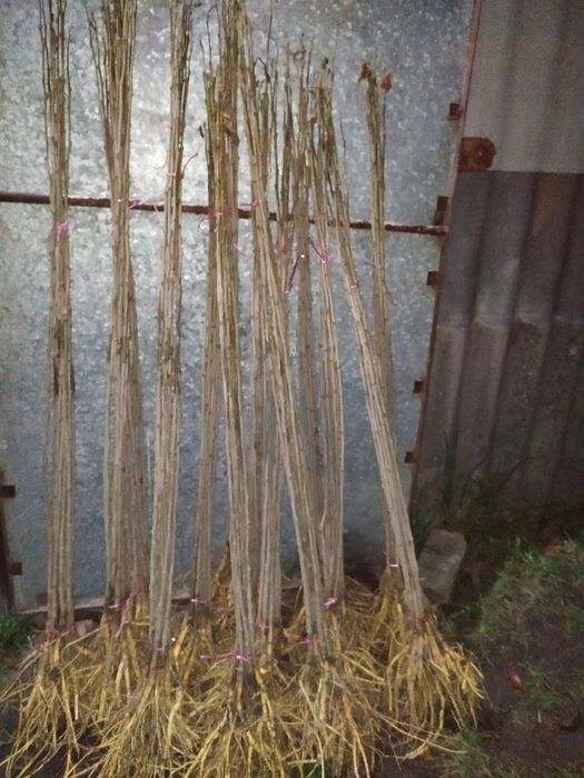 Шовковиця сіянка