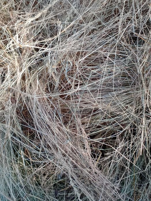 Fardos de feno nascediço.