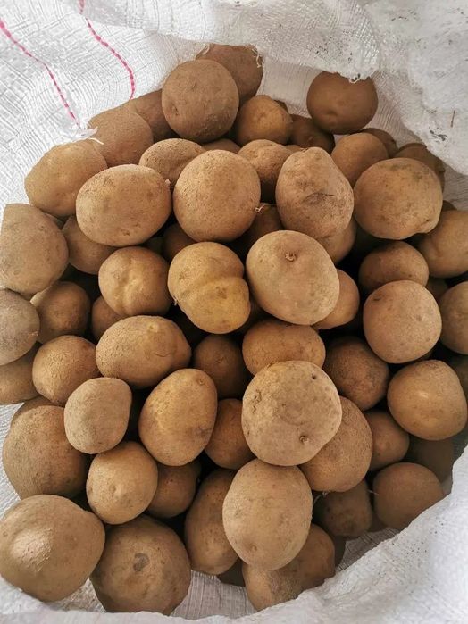 Ziemniaki wielkość sadzeniaka