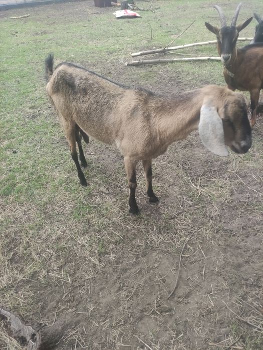 Продам трёх замечательных козочек