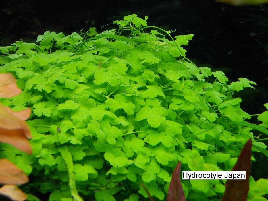 Zestaw roślin akwariowych  - 30 gat. na 1, 2 i 3 plan - wysyłka