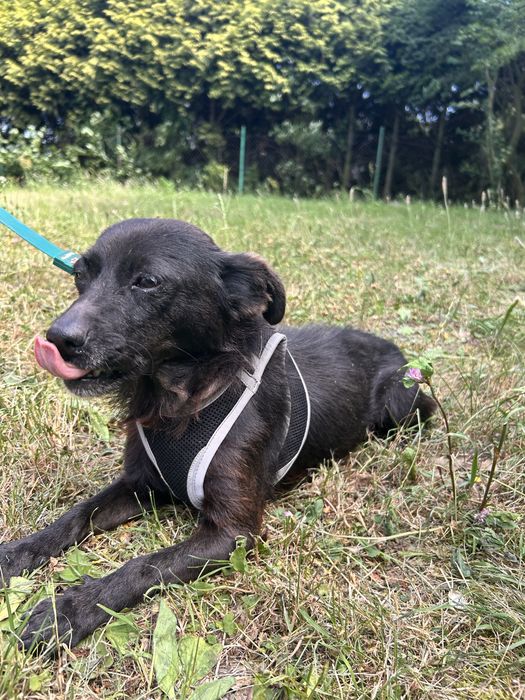 Kruszynka szuka domu 6 kg