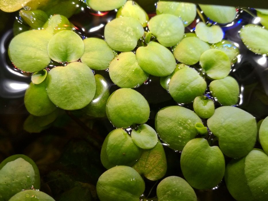 Limnobium rozłogowe