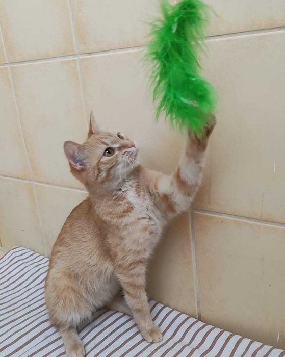 Ruda piękność szuka miłości