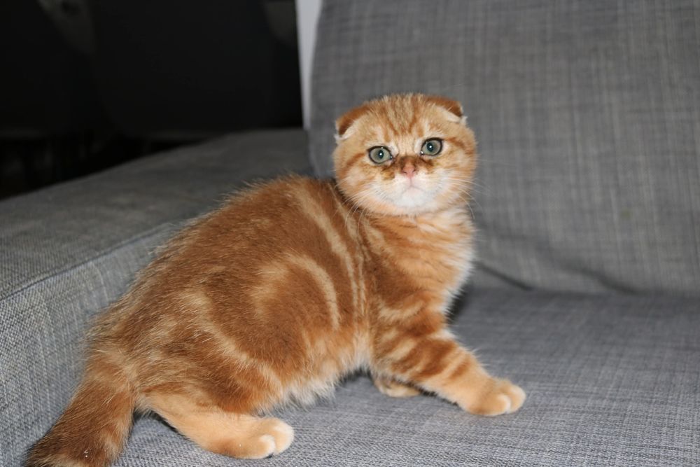 Uma gatinha scottish  fold golden