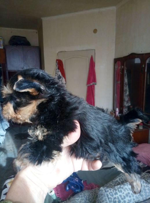 Детишки йорики мальчики и девочка