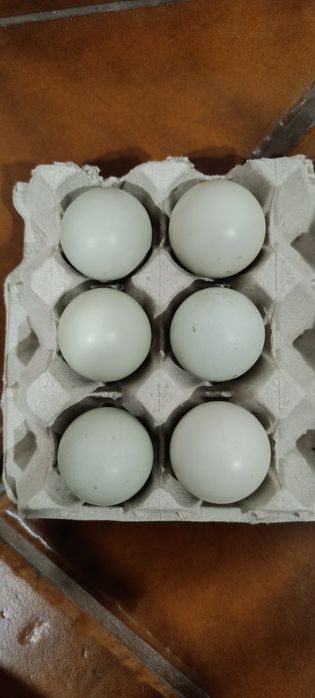 Ovos Galados Cream Legbar (Ovos verdes) × Pedrês
