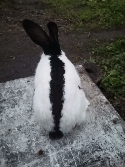 Кріль кролик строкач