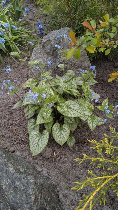 Брунера.              .