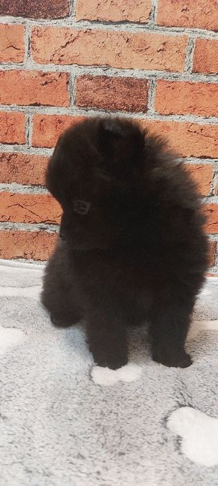 Pomeranian szpic miniaturowy