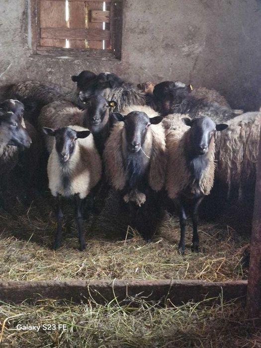 Романівські вівці. Чистокровні баранчики. Ягниці на розвід.