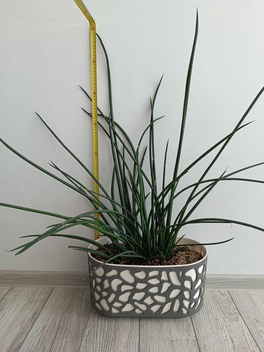 Wężownica Sansevieria cylindrica 90 cm