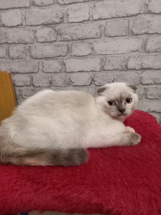 Шотландская вислоухая кошечка