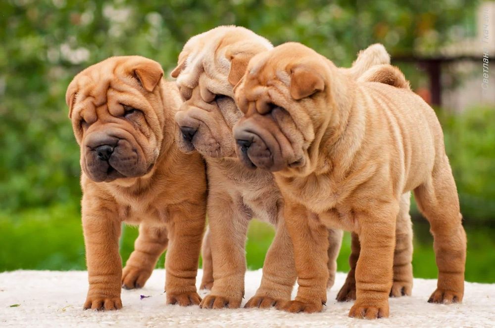 Питомник КСУ предлагает щенков шарпея