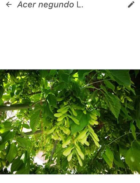 Acer Negundo (a lush, cool-leaved tree)64284539902081120