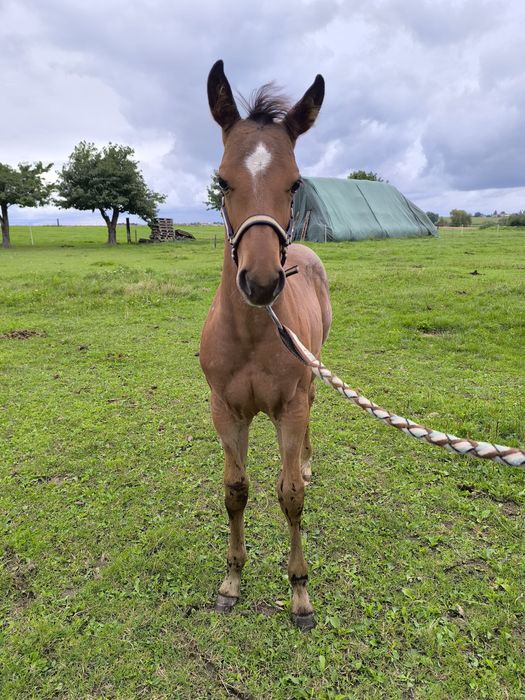 Ogierek quarter horse bay roan