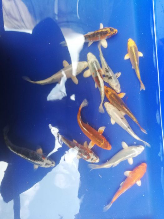 jesiotr amur węgorz karp lin