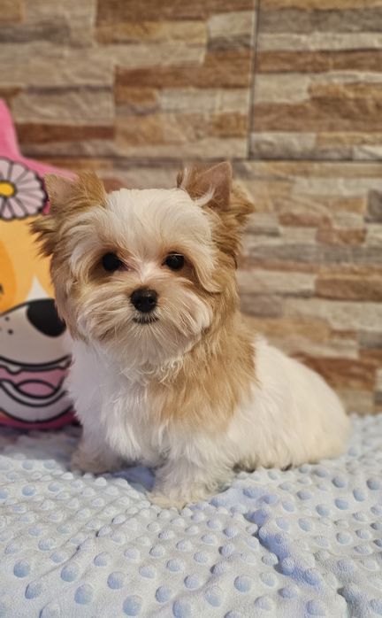 Cudny piesek Yorkshire Terrier Golddust biało-złoty york