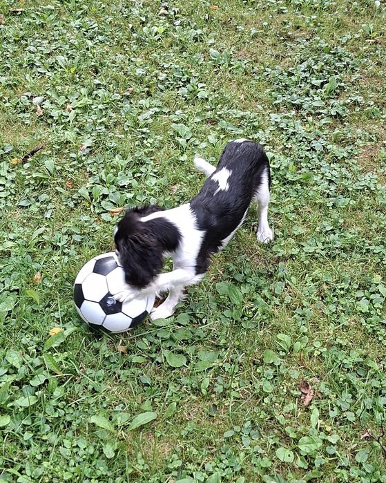Piękny piesek Cavalier King Charles Spaniel