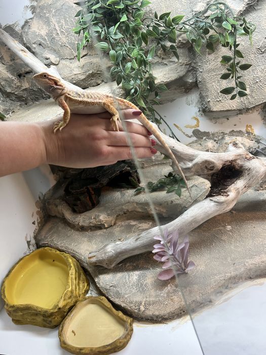 Agama Brodata z terrarium