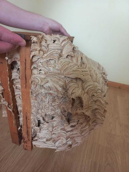 Гніздо шершнів для декору