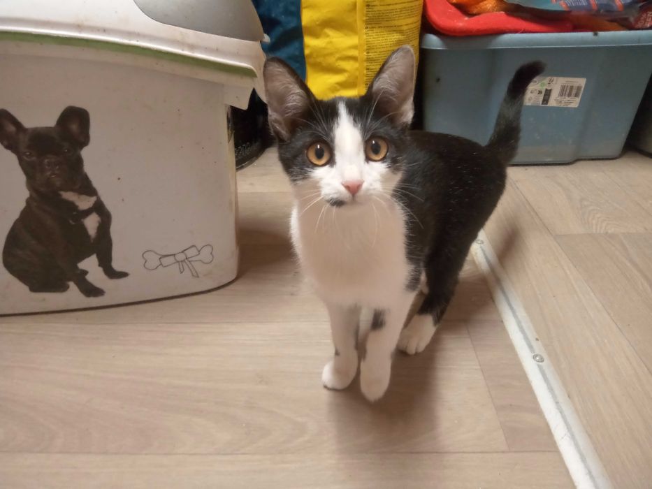 Mała kotka czeka na dom