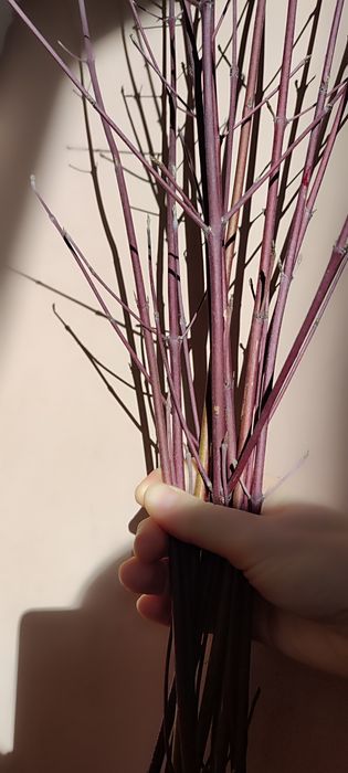 Гілка дерен веточки дёрна  красные