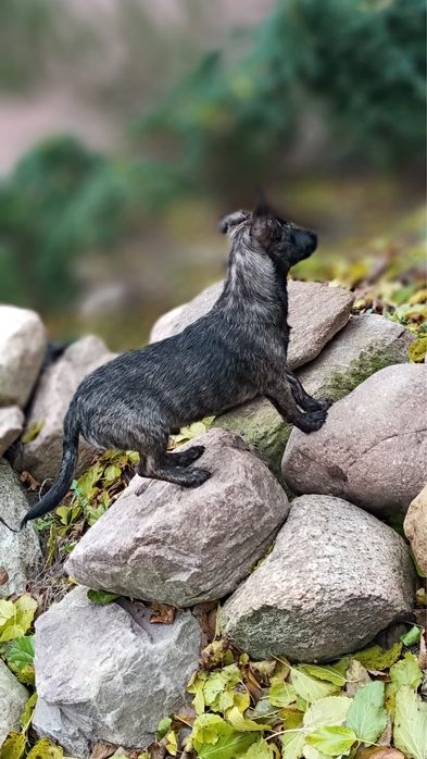 Malutkie pieski szukają domków