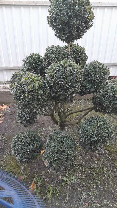 Рослини туї брабант