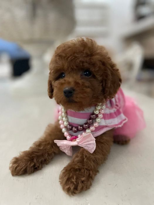 Маленька дівчинка той пудель,