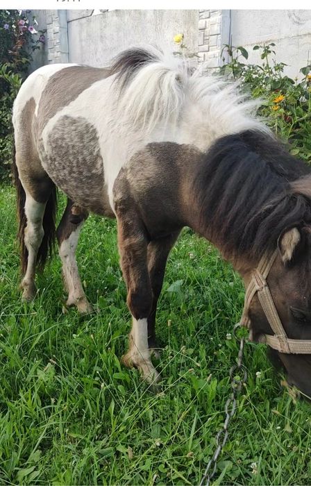 Поні жеребчик 2 роки