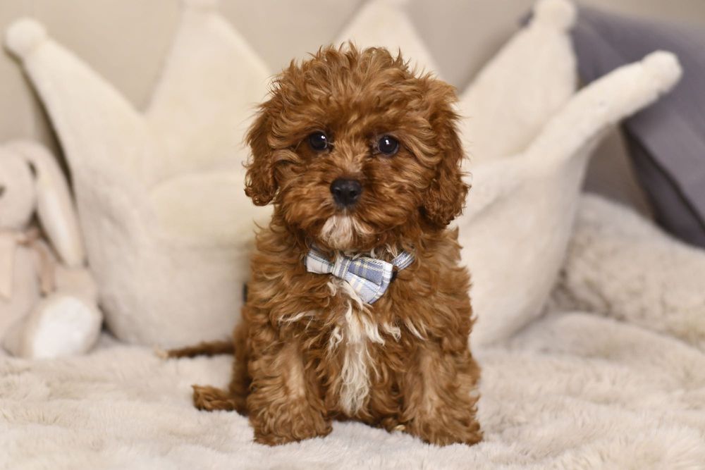 Cavapoo F1 RED BROWN wyjątkowy chłopiec gotowy do odbioru Warszawa ...