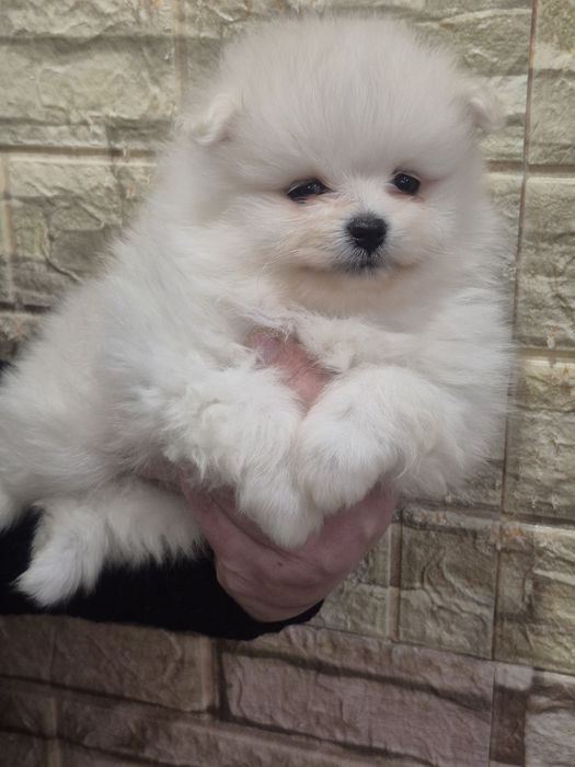 Чудові цуценята пом.шпіца