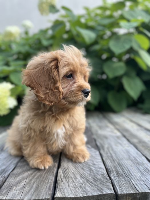 Кавапу (Cavapoo) хлопчик