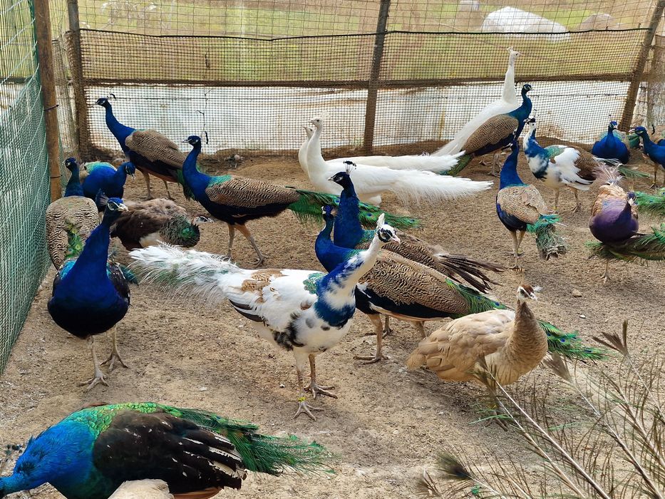 Pavões de 2022 e adultos