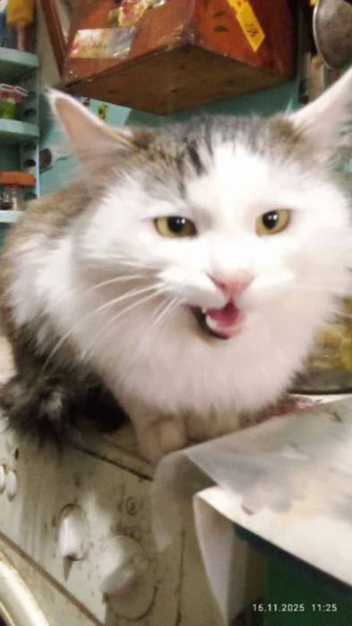 Кастрированный Пуш 1,5 г с ЗБД