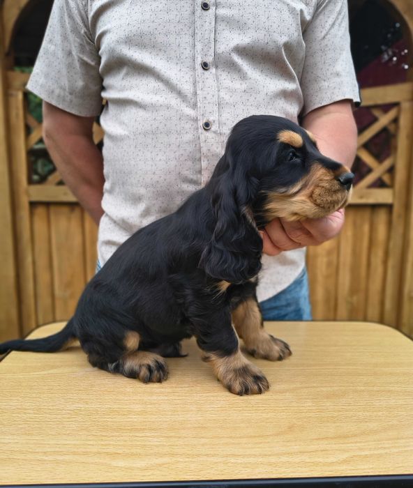 cocker spaniel angielski piękny  piesek