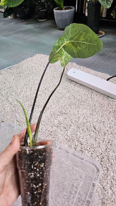 Caladium 'Frog in a Blender Каладиум Жаба в блендере